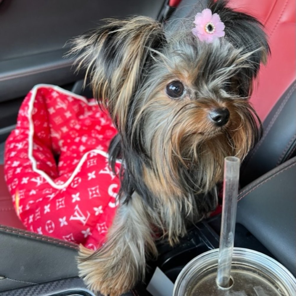 Meet your Posher, Jody